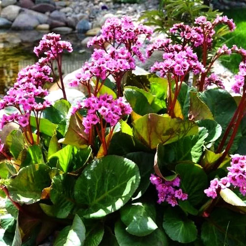 Бадан Пурпуреа изображение 1 артикул 6176