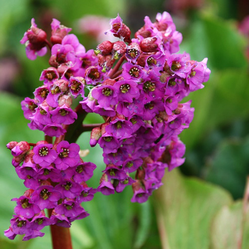 Бадан Пурпуреа изображение 2 артикул 6176