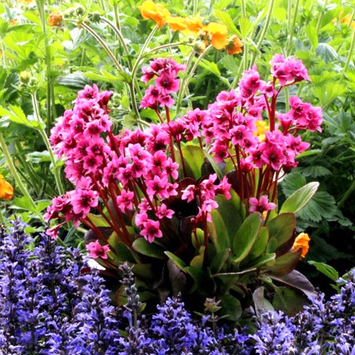 Бадан Пинк Драгонфлай изображение 1 артикул 6177