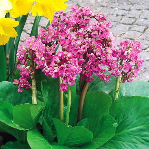 Бадан Винтерголд изображение 1 артикул 6178