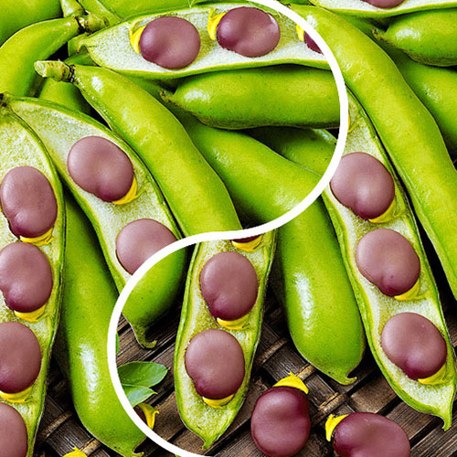 Бобы Черные бриллианты Premium Seeds изображение 1 артикул 83735