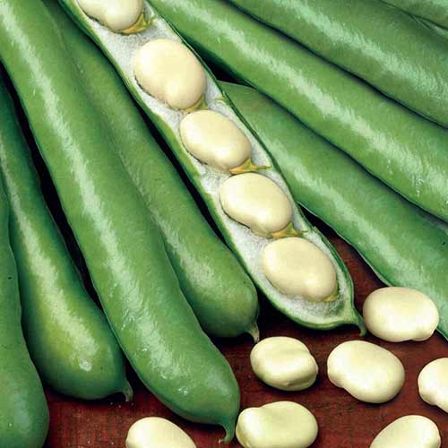 Бобы Детский восторг Седек изображение 1 артикул 84868