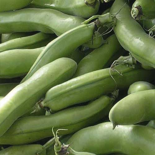 Бобы Патио Русский огород НК изображение 1 артикул 82756