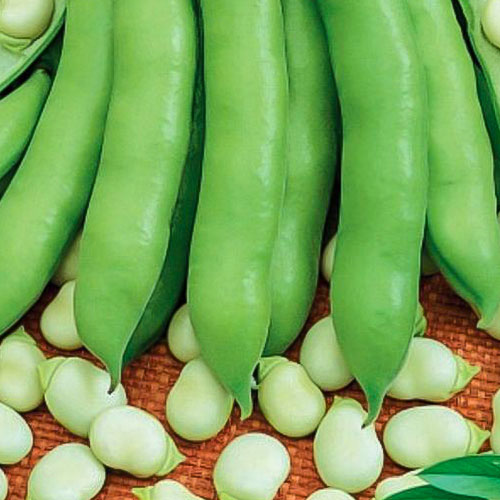 Бобы Сахарные уста Уральский дачник изображение 1 артикул 74152