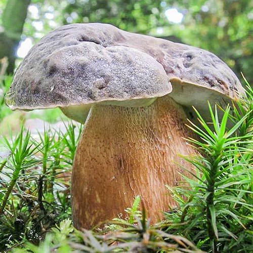 Боровик австралийский изображение 2 артикул 9777