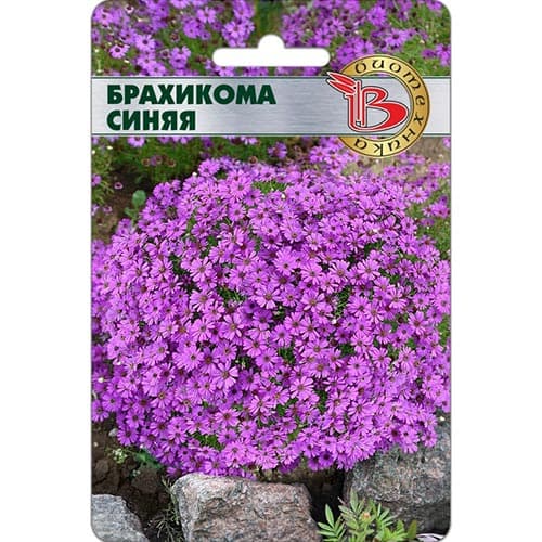 Брахикома Синяя, семена изображение 1 артикул 91574
