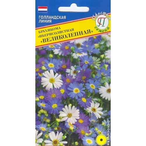 Брахикома Великолепная, смесь окрасок Престиж изображение 1 артикул 65816