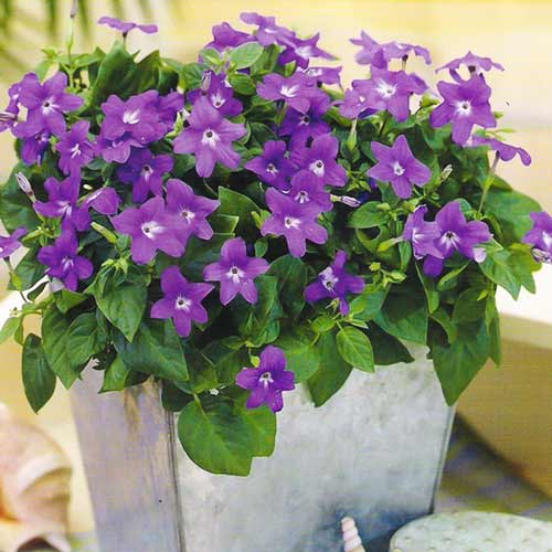 Броваллия красивая Беллс Индиго изображение 1 артикул 65817