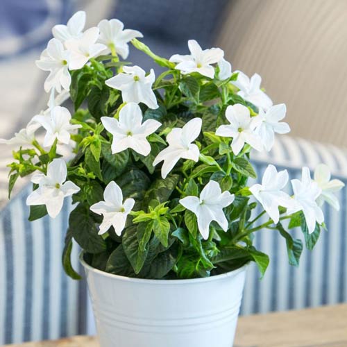 Броваллия красивая Беллс Серебро изображение 1 артикул 65818