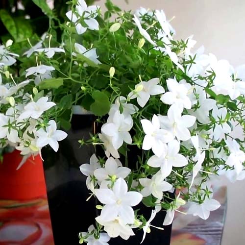 Броваллия Сильвер Белл изображение 1 артикул 66032