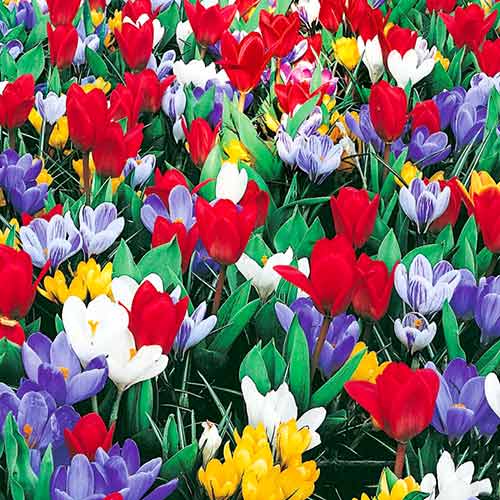 Комплект крокусов, тюльпанов Кауфмана из 25-ти луковиц изображение 1 артикул 67903