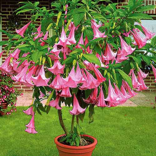 Бругмансия Аромагия розовая изображение 1 артикул 66035