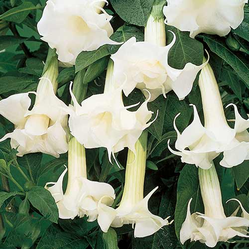 Бругмансия Дабл Ангел Вайт изображение 1 артикул 76636