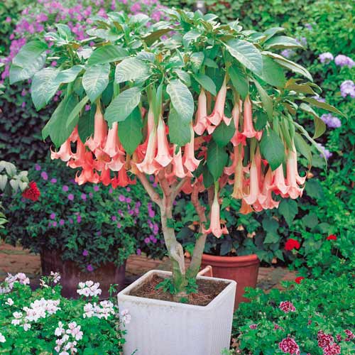 Бругмансия Пинк артикул фото 1 Бругмансия Пинк изображение 1 артикул 76640