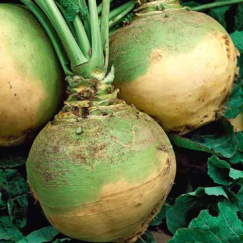 Брюква Детская любовь Седек изображение 1 артикул 84869