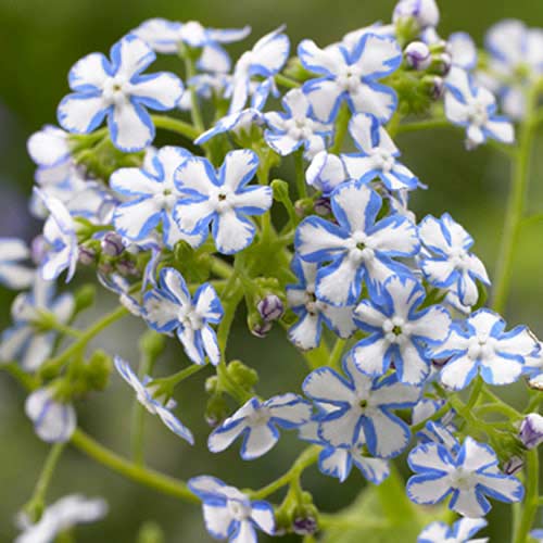 Бруннера крупнолистная Старри Айс изображение 1 артикул 70361