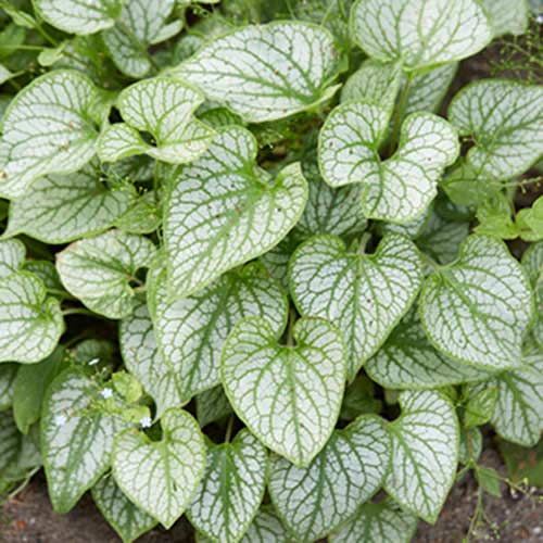 Бруннера крупнолистная изображение 1 артикул 70360