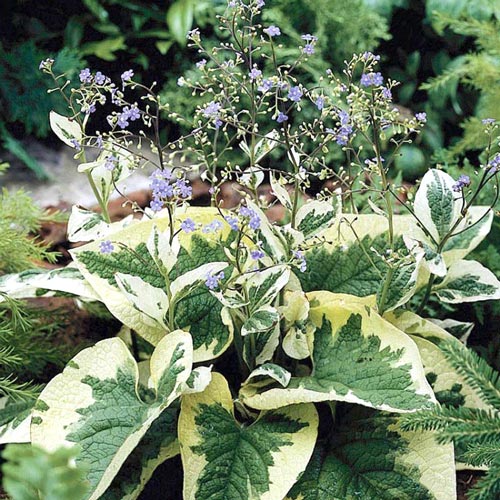 Бруннера Хадспен Крим изображение 1 артикул 6180