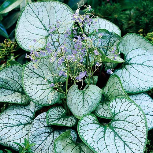 Бруннера Джек Фрост изображение 2 артикул 6179