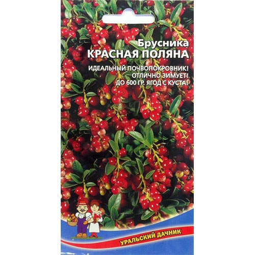 Брусника Красная поляна, семена артикул фото 1 Брусника Красная поляна, семена изображение 1 артикул 94477