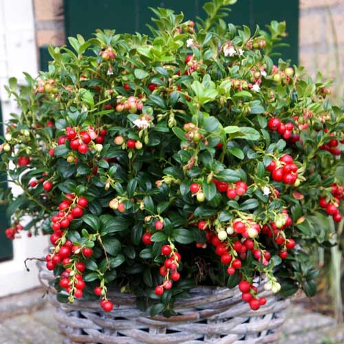 Брусника Мисс Черри изображение 1 артикул 9268