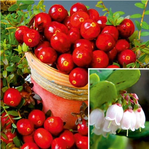 Брусника Ред Перл изображение 1 артикул 9206