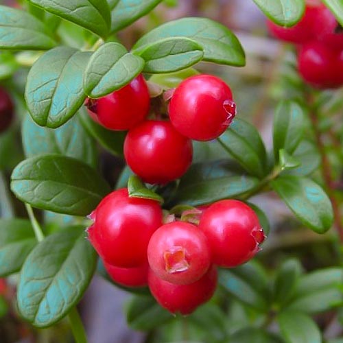 Брусника Руно Белявское изображение 1 артикул 4688