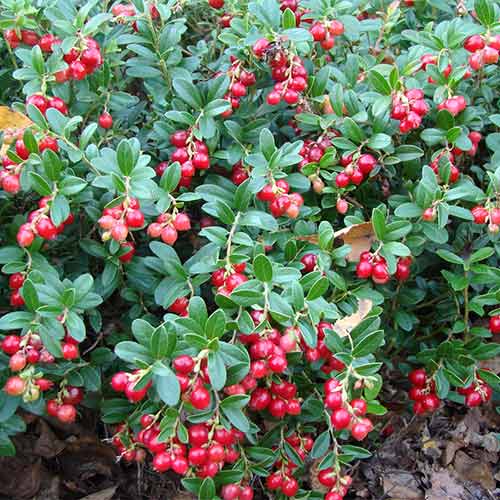 Брусника Руно Билявски артикул фото 1 Брусника Руно Билявски изображение 1 артикул 01232