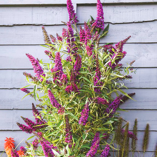 Буддлея Давида Баттерфляй Тауэр изображение 1 артикул 3977