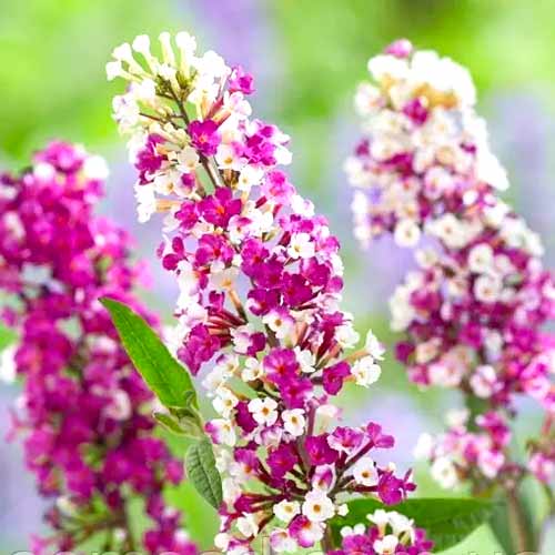Буддлея Давида Беррис кремовая изображение 1 артикул 77802