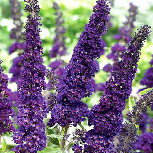 Буддлея Блэк Найт изображение 1 артикул 2419