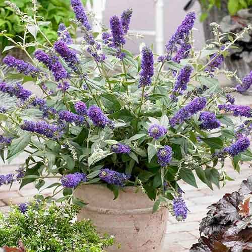 Буддлея Давида Блю Чип изображение 1 артикул 4715