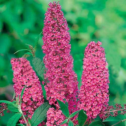 Буддлея Давида Иль де Франс изображение 1 артикул 9007