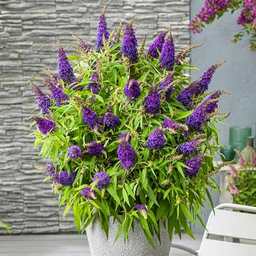 Буддлея Давида Литл Пурпл изображение 1 артикул 77803