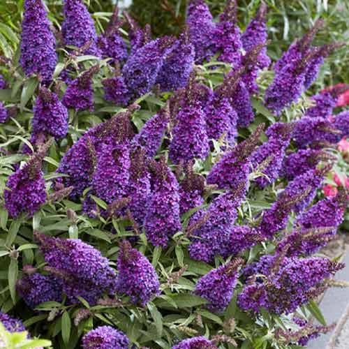 Буддлея Давида Nanho Blue изображение 1 артикул 9659