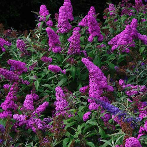 Буддлея Давида Нано Пепл изображение 1 артикул 01012