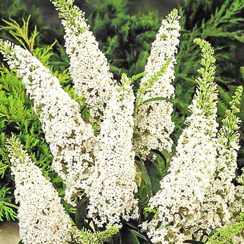 Буддлея Давида Уайт Букет  изображение 1 артикул 9008