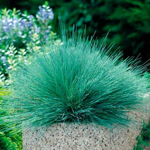 Булавоносец седоватый Спайки Блю, семена изображение 1 артикул 66305