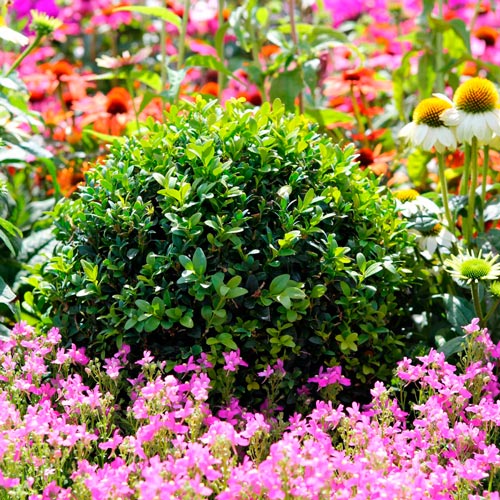 Самшит вечнозелёный изображение 2 артикул 6182