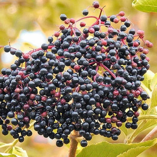 Бузина черная артикул фото 1 Бузина черная изображение 1 артикул 4702