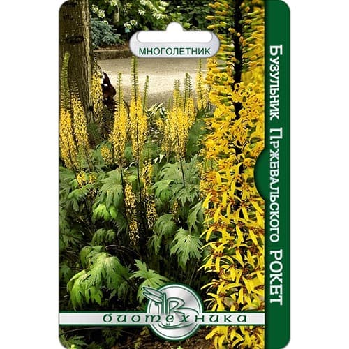 Бузульник Рокет, семена изображение 1 артикул 91576