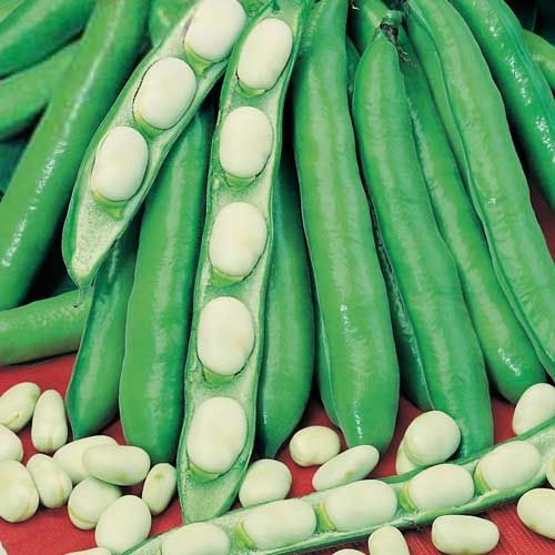 Бобы Царский урожай, семена изображение 1 артикул 7724