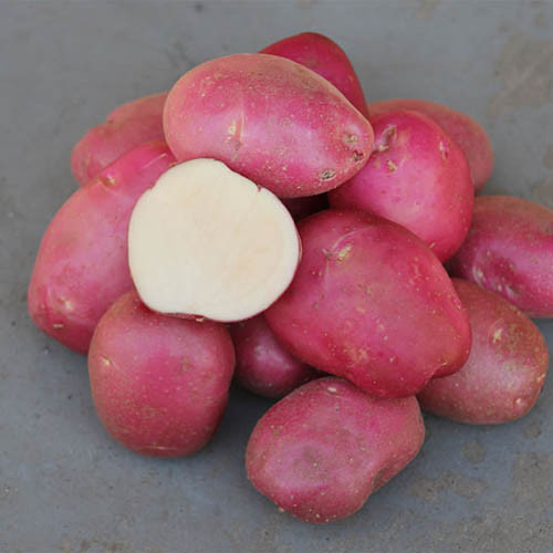 Картофель Пламя изображение 1 артикул 5660