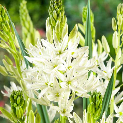 Камассия Лейхтлина Альба изображение 1 артикул 67318