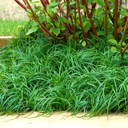 Осока Зе Битлз изображение 2 артикул 6184