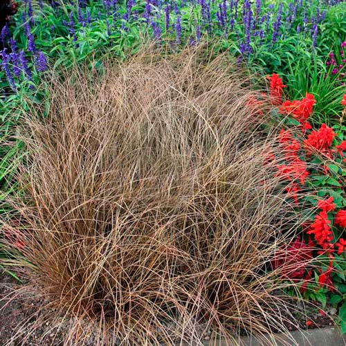 Осока Браун Форм изображение 1 артикул 6185