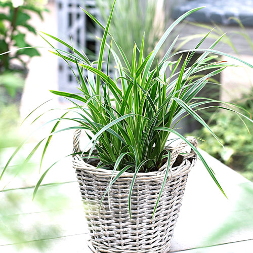 Осока Морроу Айс Данс изображение 1 артикул 6186