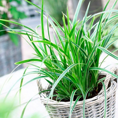 Осока Морроу Айс Данс изображение 2 артикул 6186