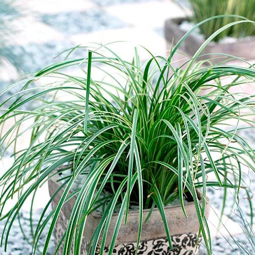 Осока Силвер Септре изображение 1 артикул 6187