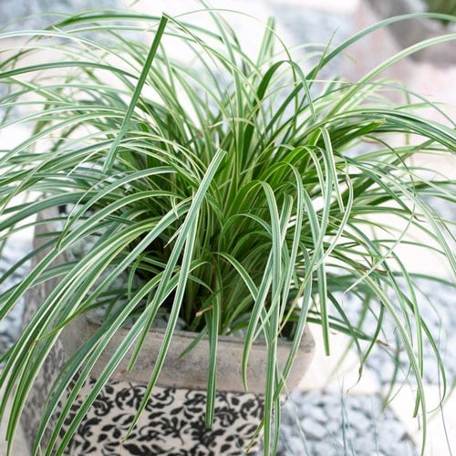 Осока Силвер Септре изображение 2 артикул 6187